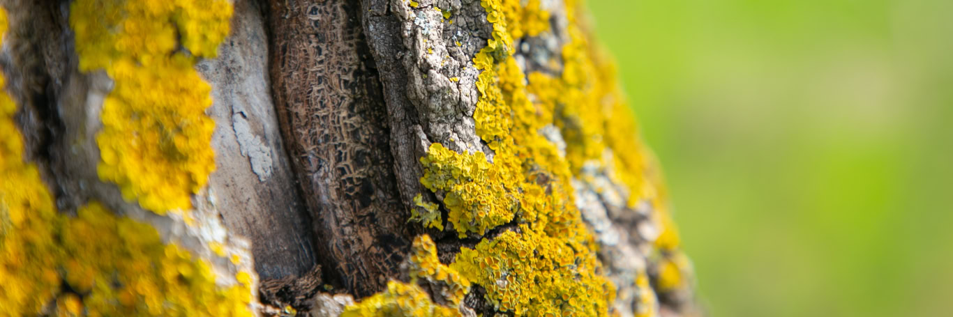 Baumrinde mit gelbem Flechtenbewuchs, Nahaufnahme.