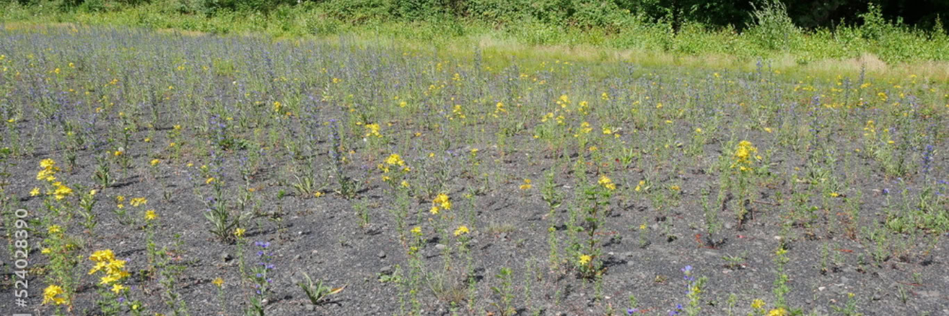 Brachfläche mit gelben und blauen Wildblumen.